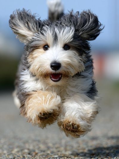 Playful Dog Running — Photography Print. poster