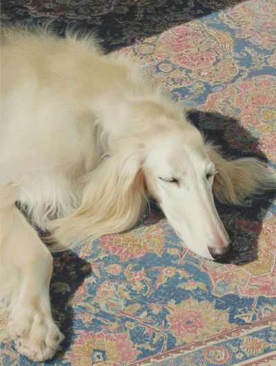 Sleeping White Dog Photography Poster. poster