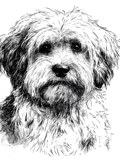 Fluffy Dog Portrait Print. poster