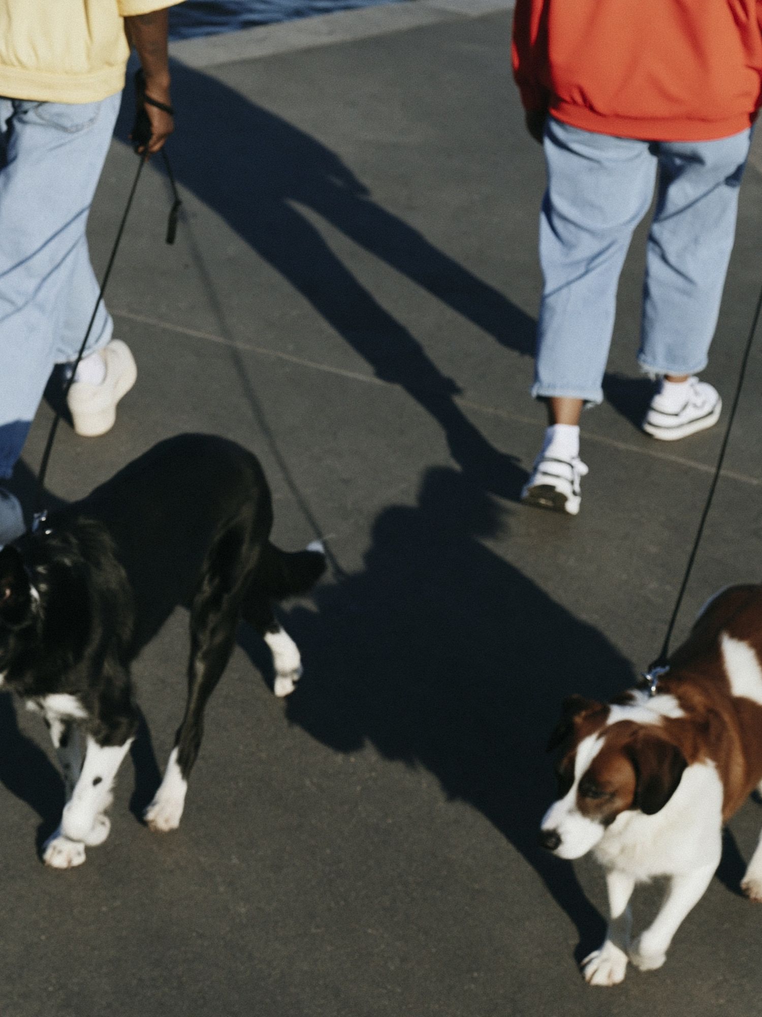 Dogs on Leashes Street Photography Poster. poster — animals art