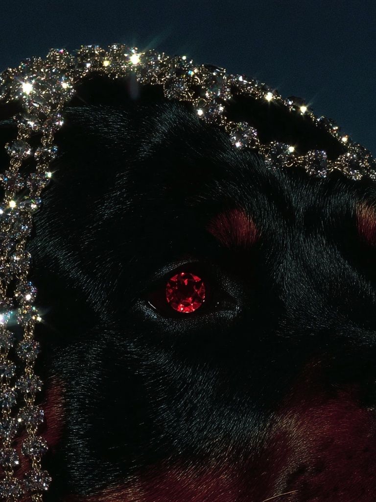 Rottweiler with Jewelry — Art Print. poster — animals art