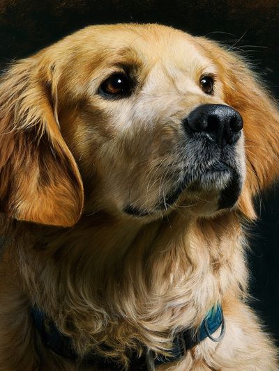 Golden Retriever Portrait Print. poster
