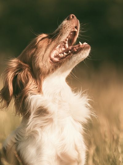 Howling Dog Photography Poster.