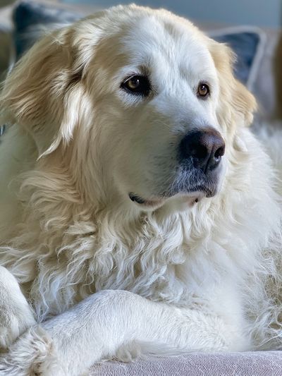 Golden Retriever Portrait Print. poster