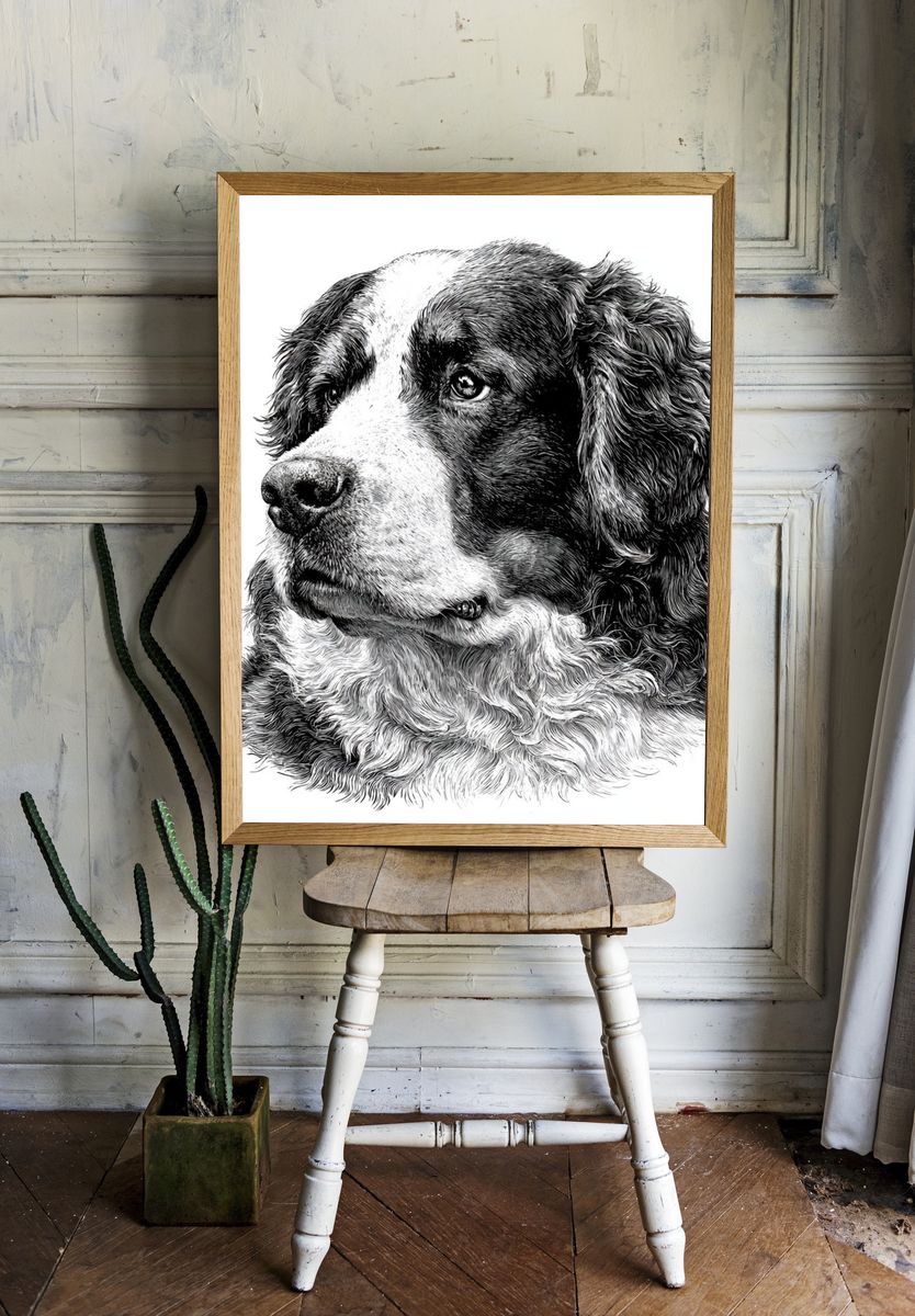 Bernese Mountain Dog Portrait Print. — room view 1