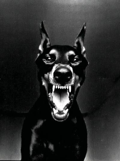 Doberman Portrait Black-White Poster. poster