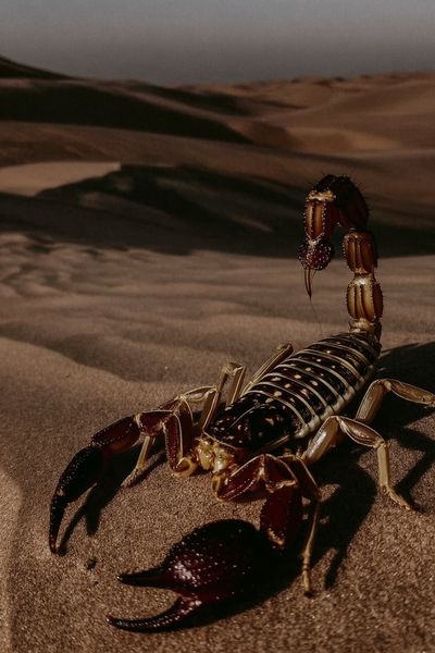Desert Scorpion Photography Poster. poster