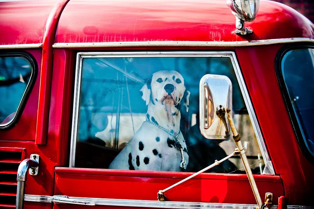 Dalmatian in Red Truck Poster. poster — animals art