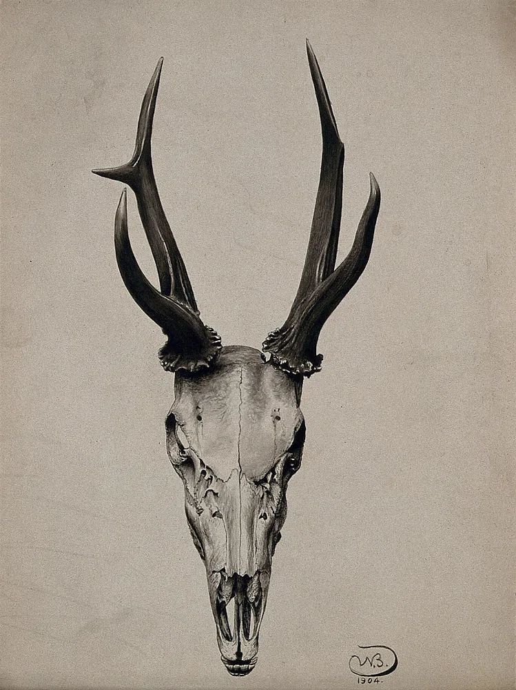 Deer Skull — Fine Art Print. poster detail
