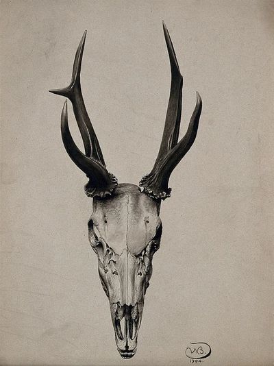 Deer Skull — Fine Art Print. poster print