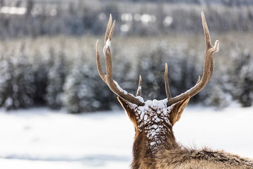 Majestic Deer in Winter Landscape Poster. poster — nature art