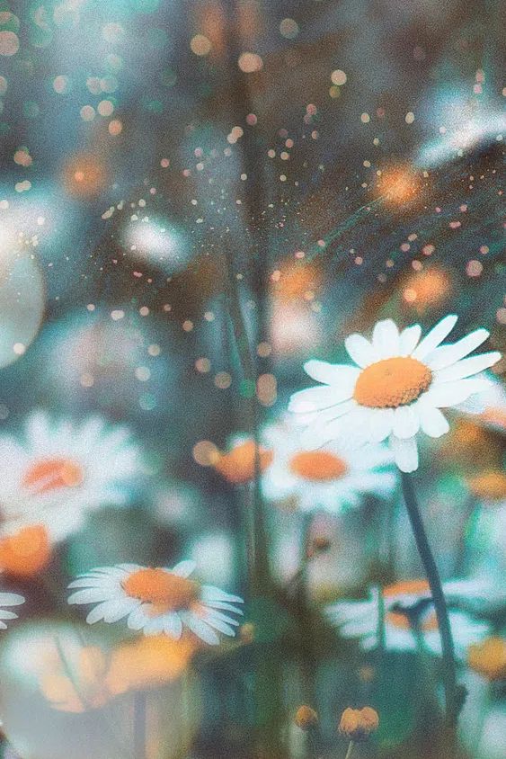 Daisy Field — Photography Print. poster detail