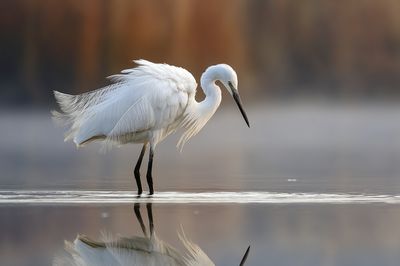 Elegant Egret Reflection Poster. poster