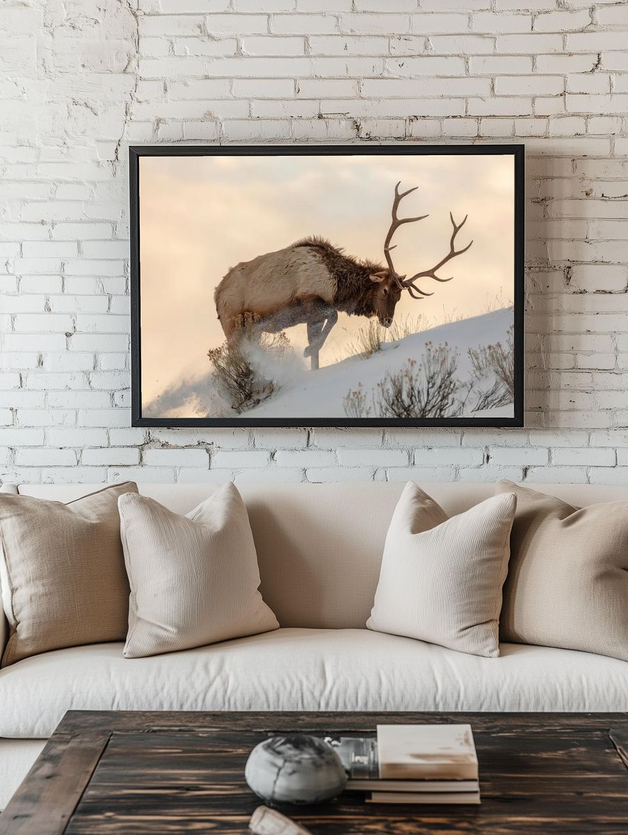 Bull elk searches food beneath room preview