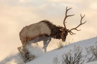 Bull elk searches food beneath. poster