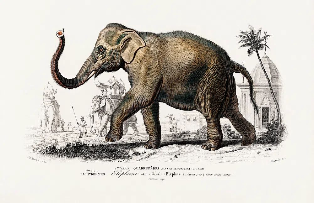Asiatic elephant (Elephas maximus) indicus. poster detail