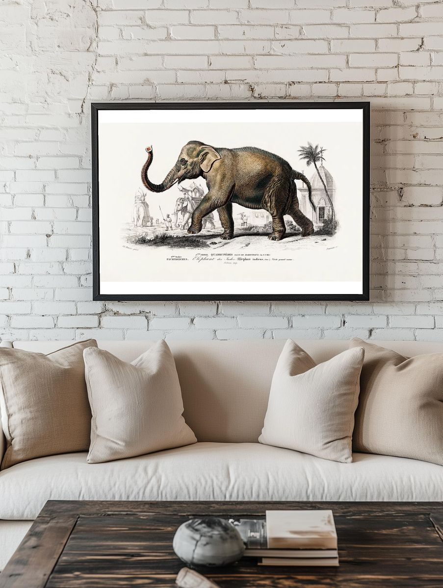 Asiatic elephant (Elephas maximus) indicus room preview