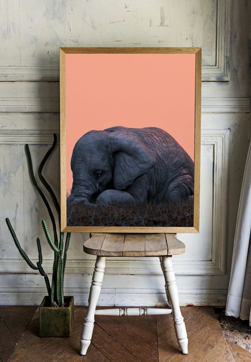 Sleeping Elephant Photography Poster. room preview