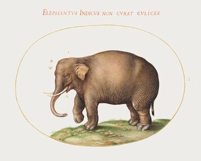 Elephant Insects (1575–1580) painting high. poster