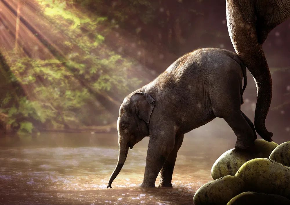 Elephant waterfall. poster — animals art