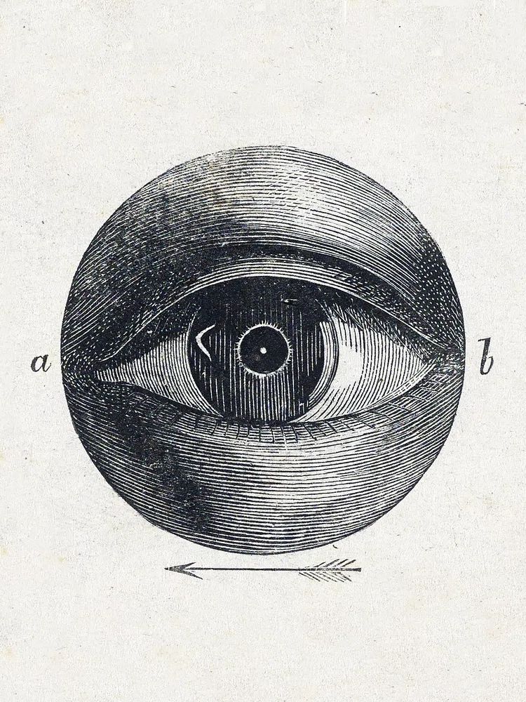 Anatomical Eye Illustration Poster. poster — illustration art