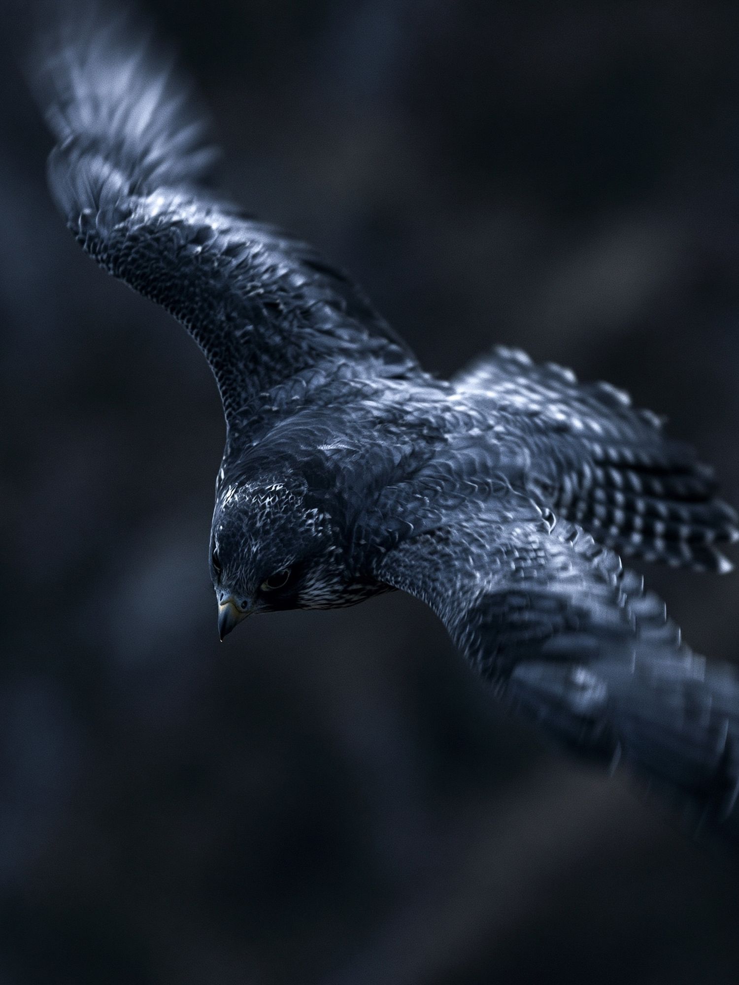 Falcon in Flight Photography Poster. poster — photography art