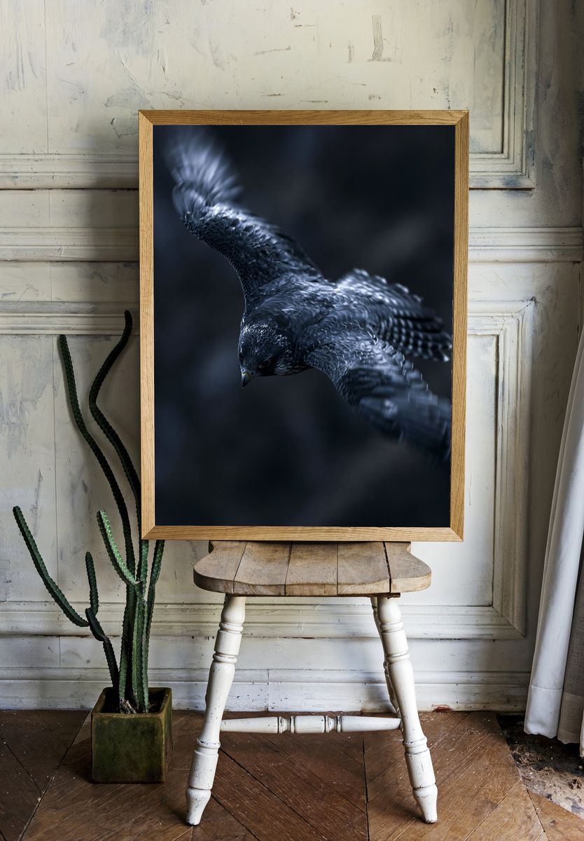 Falcon in Flight Photography Poster. — room view 1