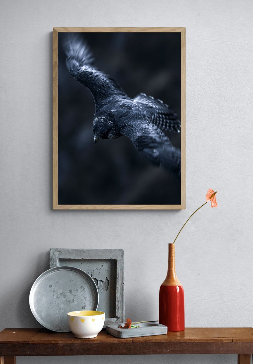 Falcon in Flight Photography Poster. — room view 3