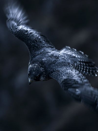 Falcon in Flight Photography Poster. poster