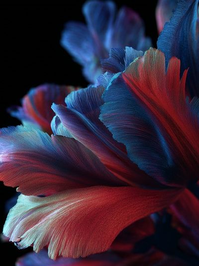 Vibrant Floral Abstract Poster. poster print