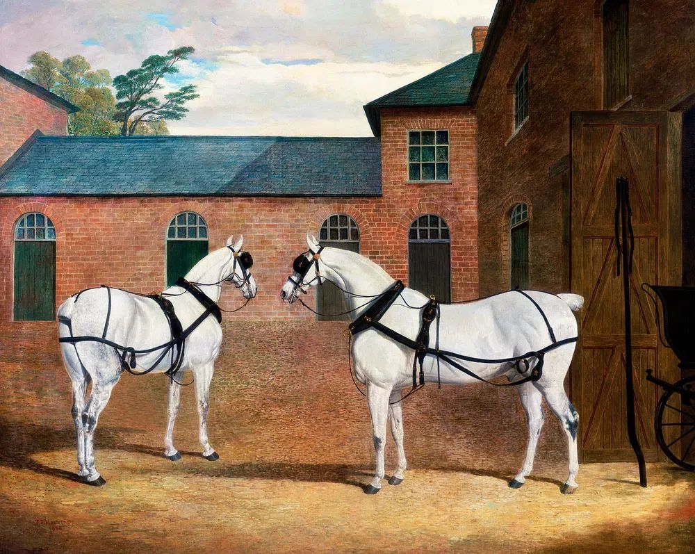 Two White Horses — Fine Art Print. poster — fine-art art