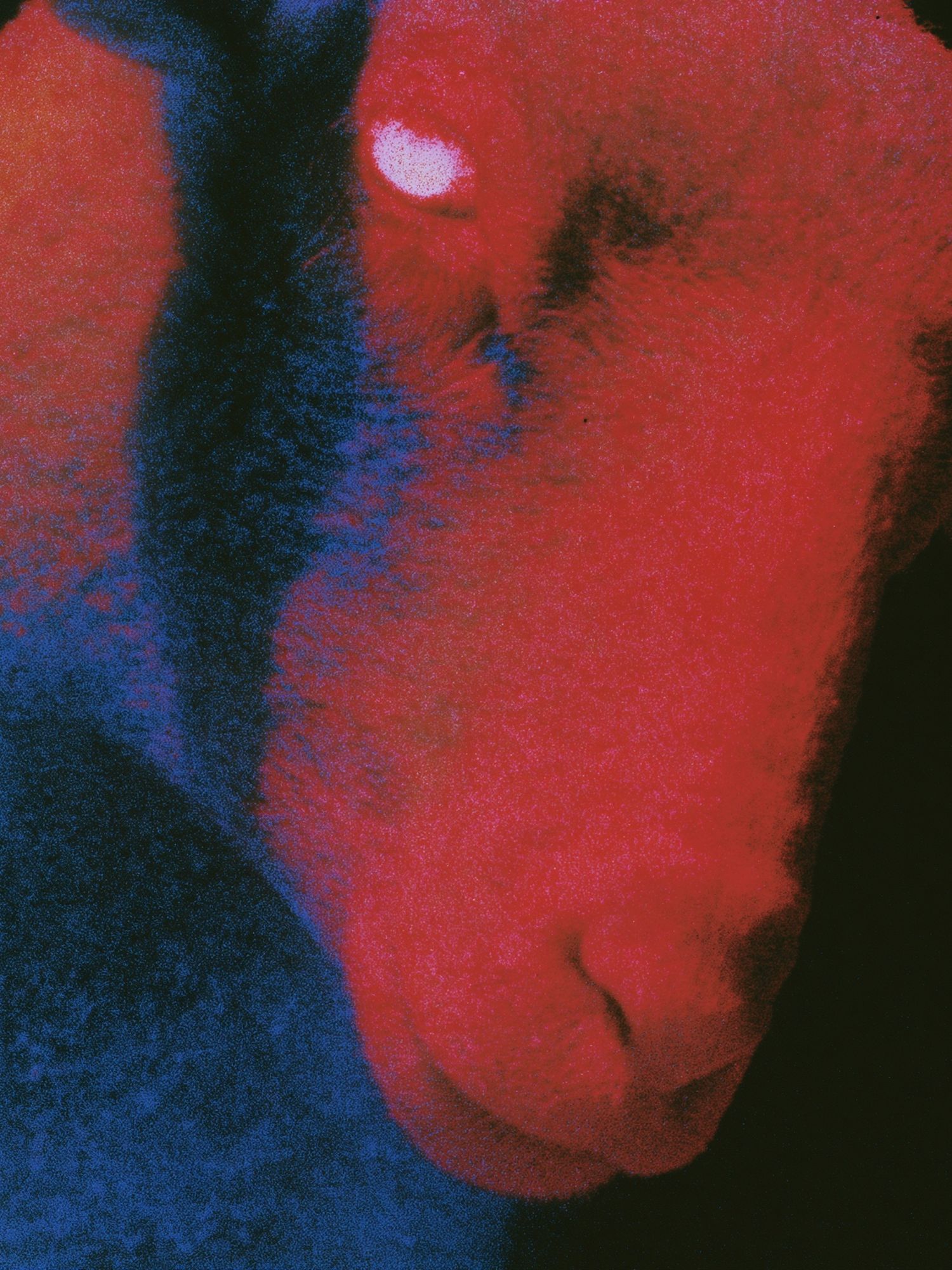 Abstract Neon Face Poster. poster detail