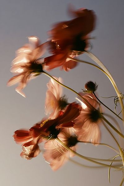 Blurry Floral Abstract Poster