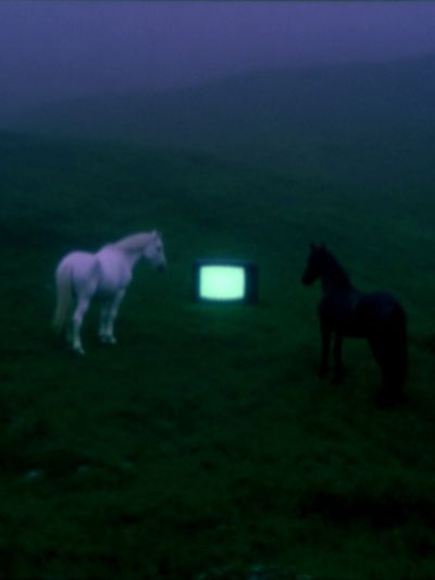 Surreal Horses and TV — Fine Art Print. poster