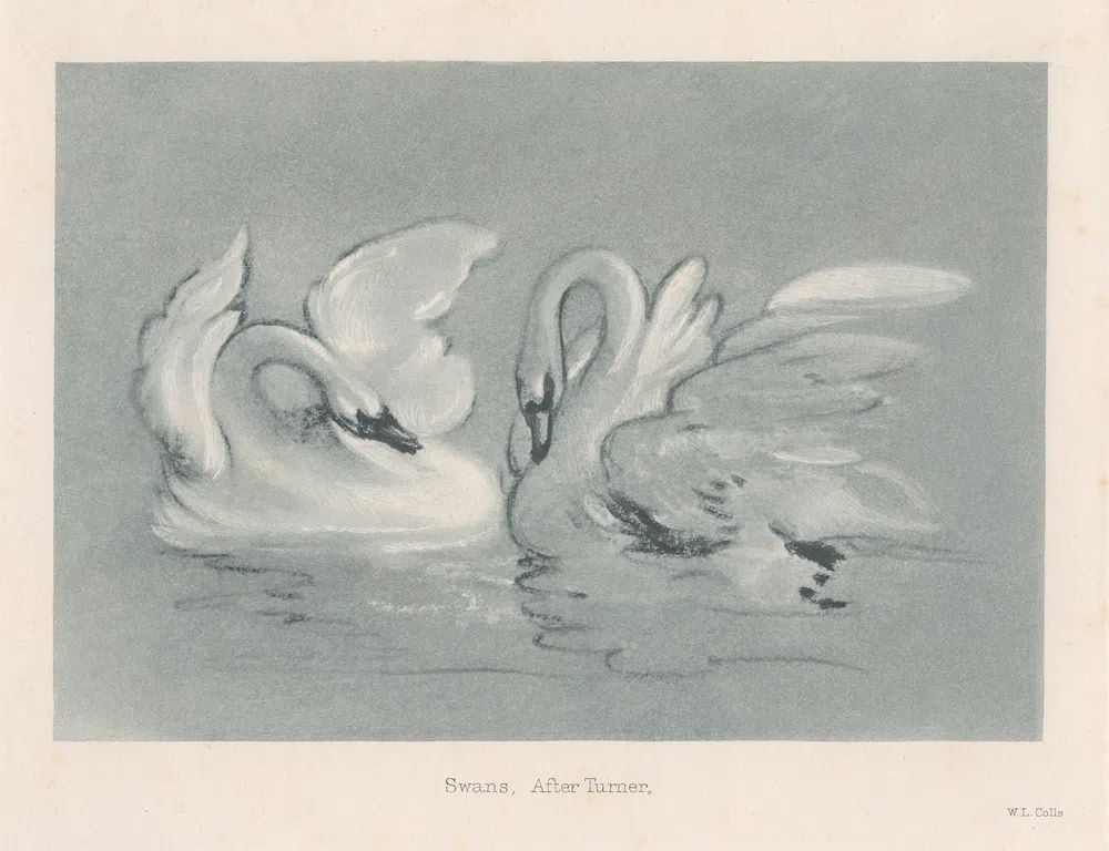 Swans — Fine Art Print. poster detail