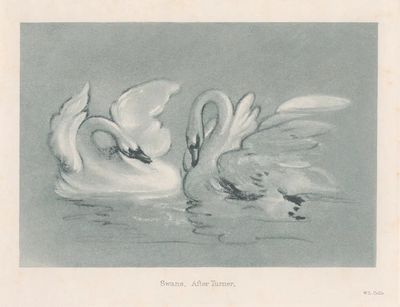 Swans