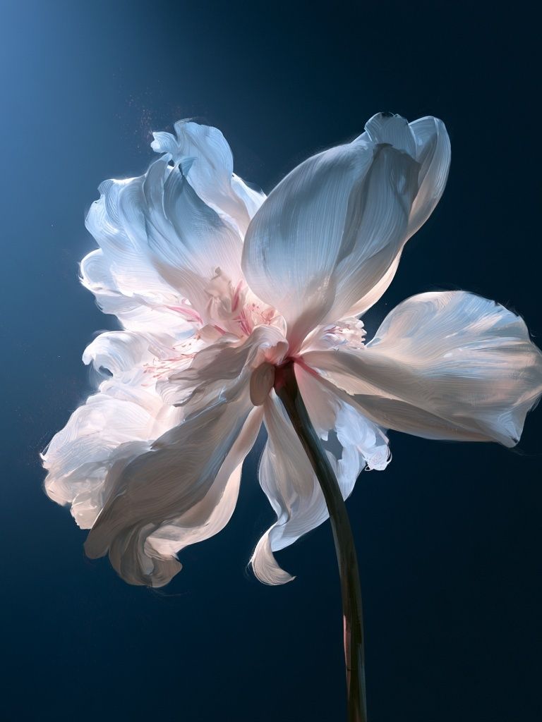 White Blossom Fine-Art Poster. poster — fine-art art