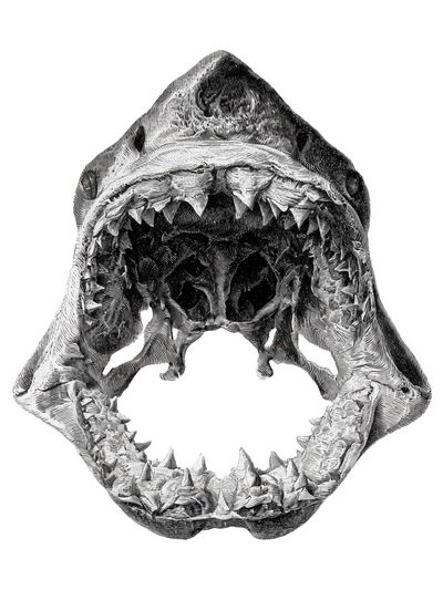 Shark Jaw Anatomy Print. poster print