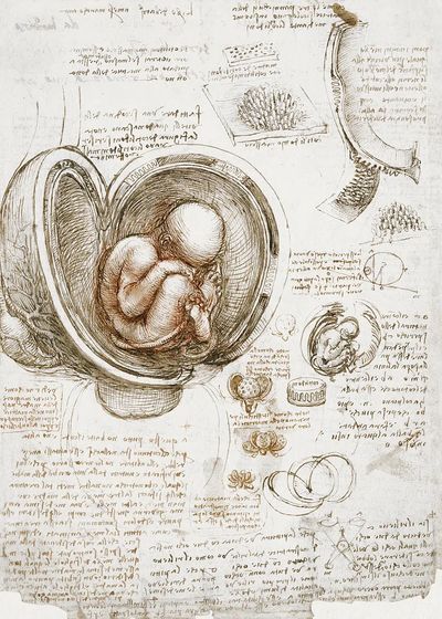 Leonardo da Vinci 's Studies. poster print