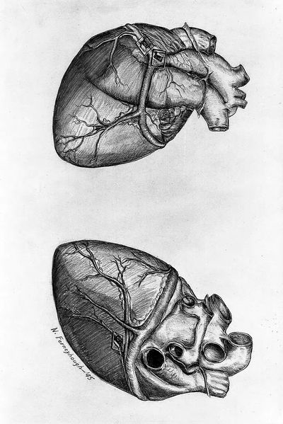 Drawing heart (1945) N. Ferneyhough. poster print