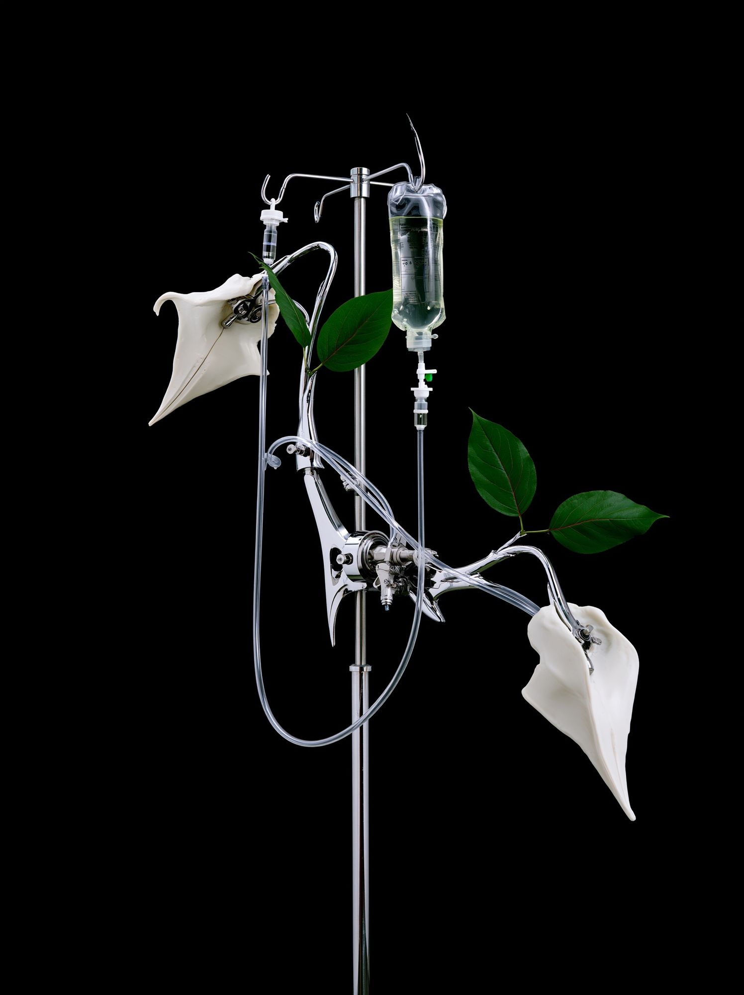 Surreal IV Plant Still Life Poster. poster detail