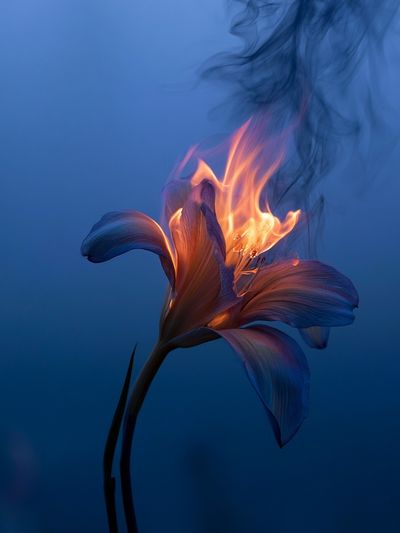 Burning Lily Surrealism Print. poster