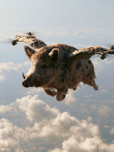 Flying Boar Surrealism Print. poster