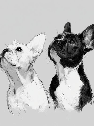 French Bulldogs Sketch Poster.