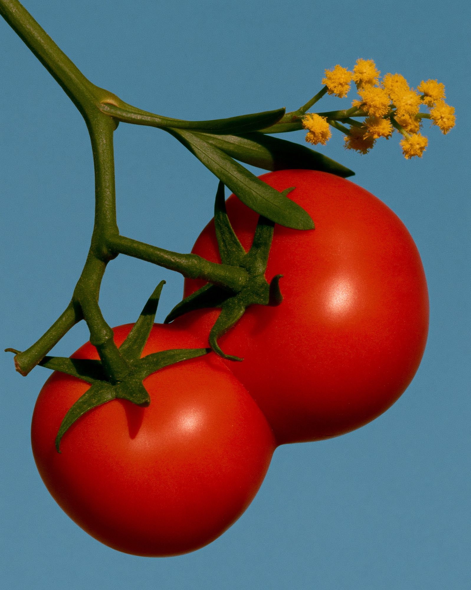 Tomato Still Life Photography Poster. poster — food-drink art