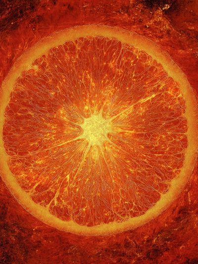 Vibrant Orange Slice — Food Art Print. poster print