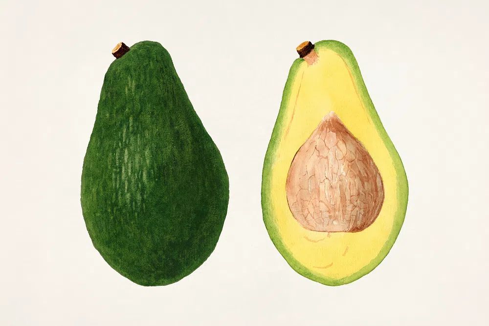 Avocados (Persea) (1937) anonymous. Original. poster detail