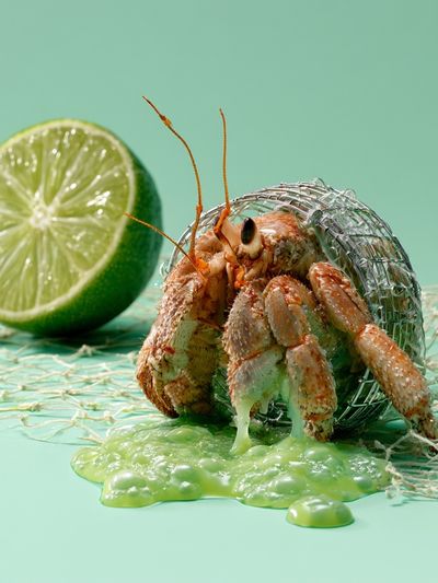 Hermit Crab and Lime Still Life Poster. poster