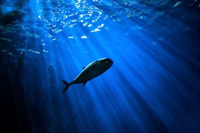 Underwater Fish Photography Poster. poster print