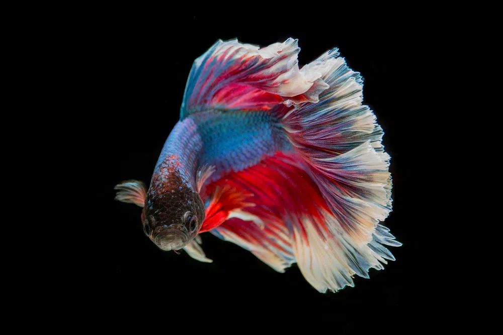 Colorful Betta Fish — Photography Print. poster — photography art